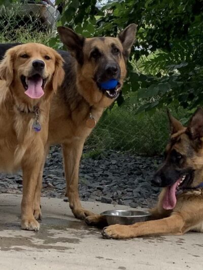 Lyndale Farmstead Dog Park - Minneapolis, MN