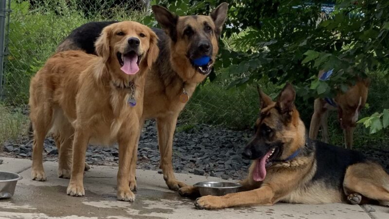 Lyndale Farmstead Dog Park - Minneapolis, MN