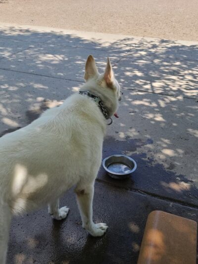 Lyndale Farmstead Dog Park - Minneapolis, MN