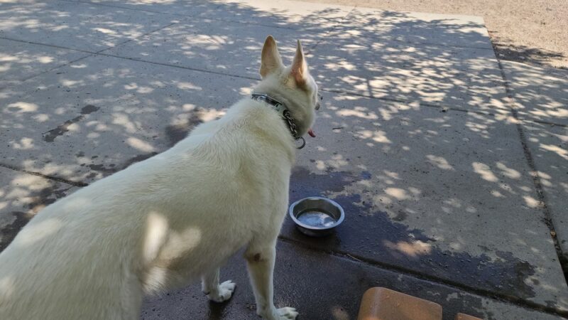 Lyndale Farmstead Dog Park - Minneapolis, MN