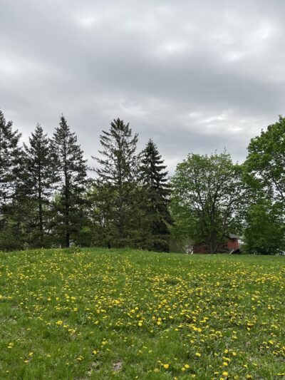 Marcy Park - Minneapolis, MN