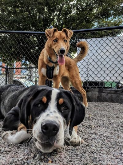 North Loop Dog Park / Off-Leash Play Area - Minneapolis, MN