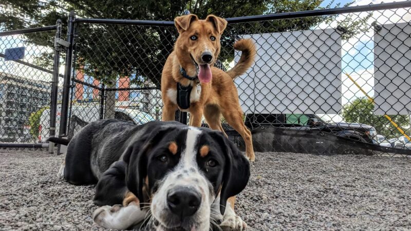North Loop Dog Park / Off-Leash Play Area - Minneapolis, MN