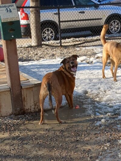 North Loop Dog Park / Off-Leash Play Area - Minneapolis, MN