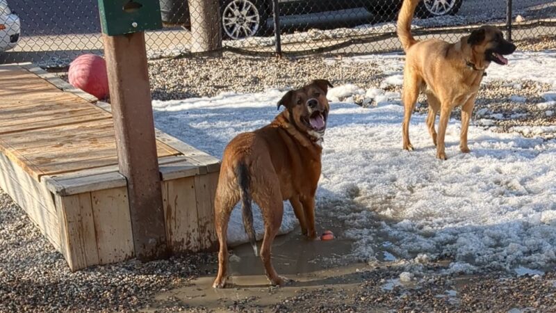 North Loop Dog Park / Off-Leash Play Area - Minneapolis, MN