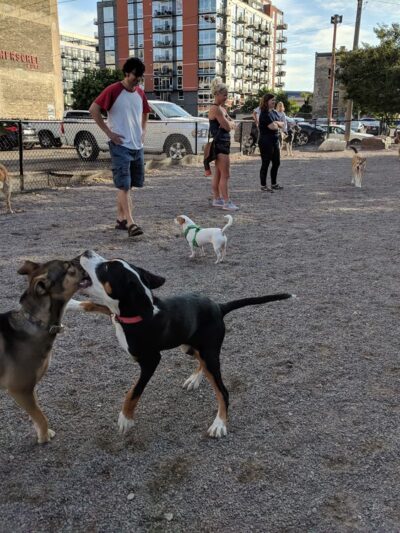 North Loop Dog Park / Off-Leash Play Area - Minneapolis, MN