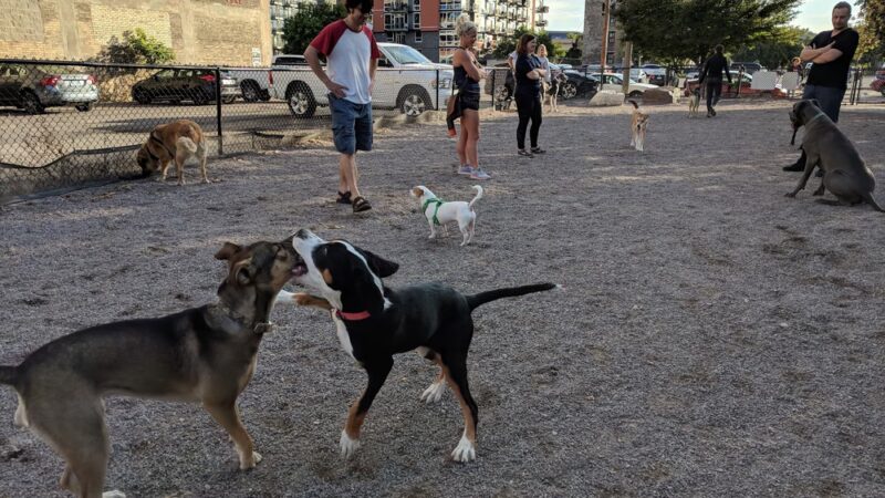 North Loop Dog Park / Off-Leash Play Area - Minneapolis, MN