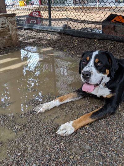 North Loop Dog Park / Off-Leash Play Area - Minneapolis, MN