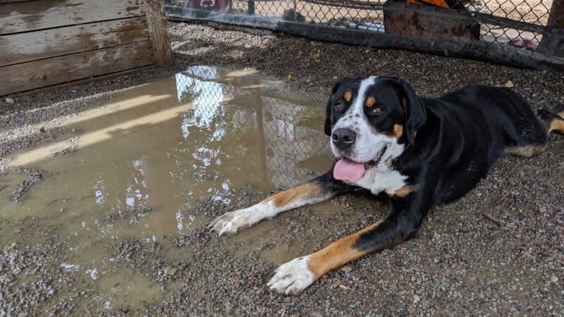 North Loop Dog Park / Off-Leash Play Area - Minneapolis, MN