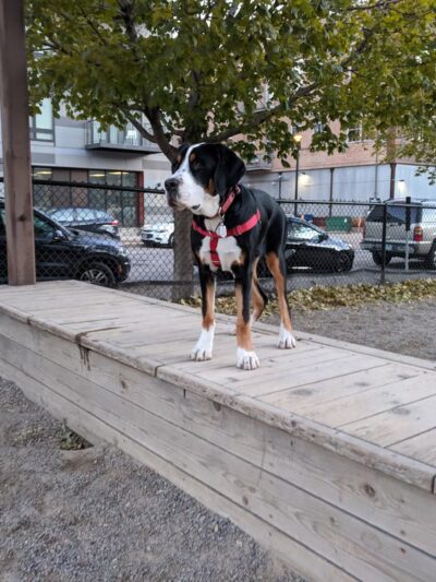 North Loop Dog Park / Off-Leash Play Area - Minneapolis, MN
