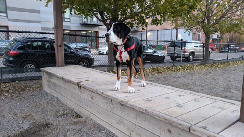 North Loop Dog Park / Off-Leash Play Area - Minneapolis, MN