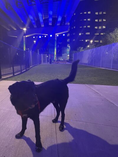 North Loop Green Dog Run - Minneapolis, MN