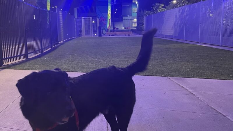 North Loop Green Dog Run - Minneapolis, MN