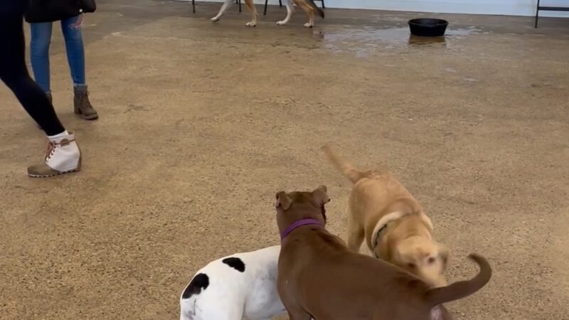 Unleashed Hounds and Hops - Minneapolis, MN