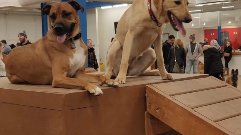 Unleashed Hounds and Hops - Minneapolis, MN