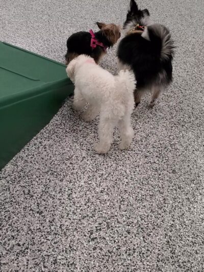Indoor Zoomies indoor dog park - Minnetonka, MN