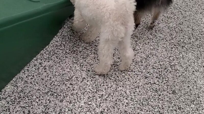 Indoor Zoomies indoor dog park - Minnetonka, MN