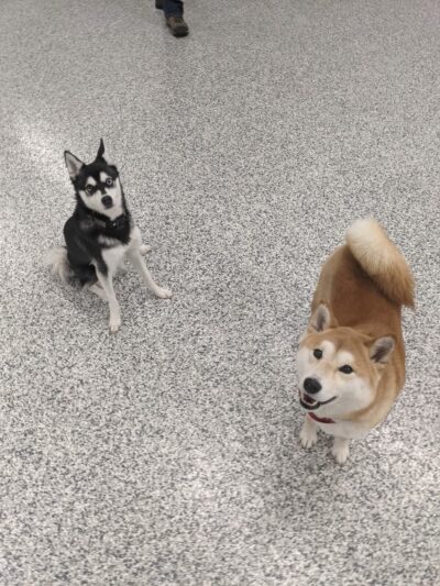 Indoor Zoomies indoor dog park - Minnetonka, MN