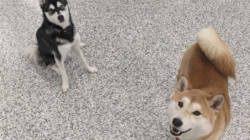 Indoor Zoomies indoor dog park - Minnetonka, MN