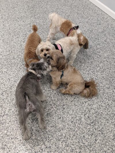 Indoor Zoomies indoor dog park - Minnetonka, MN