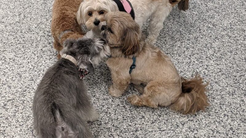 Indoor Zoomies indoor dog park - Minnetonka, MN