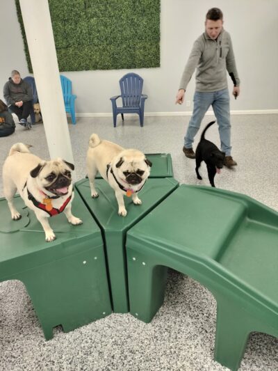 Indoor Zoomies indoor dog park - Minnetonka, MN