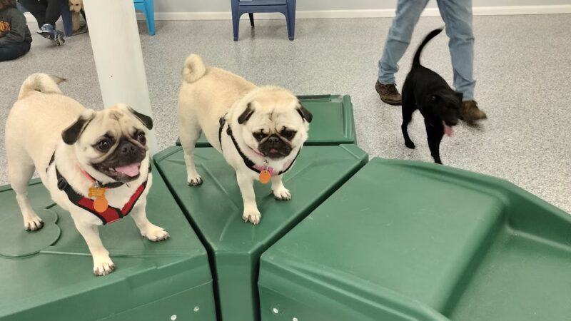 Indoor Zoomies indoor dog park - Minnetonka, MN