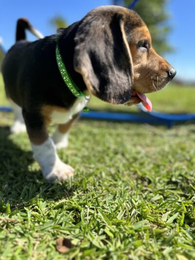 Miramar Paw Central Dog Park - Miramar, FL