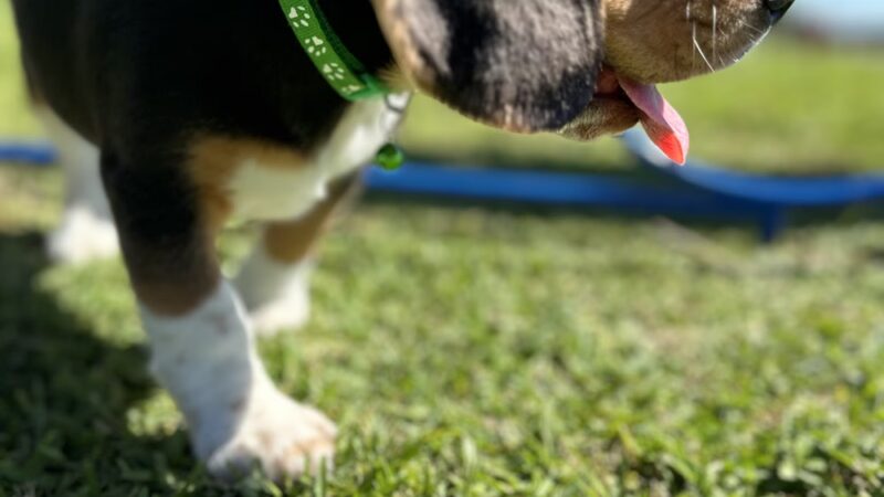 Miramar Paw Central Dog Park - Miramar, FL