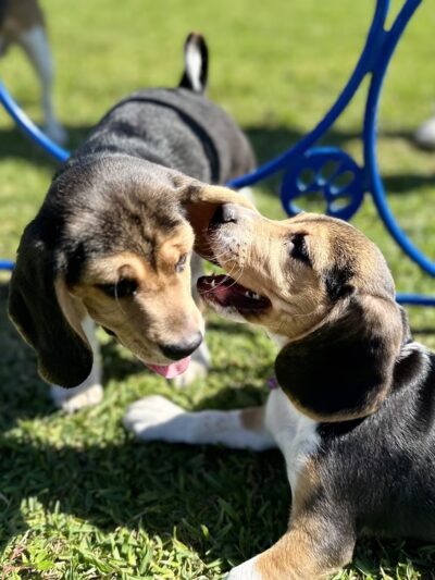Miramar Paw Central Dog Park - Miramar, FL