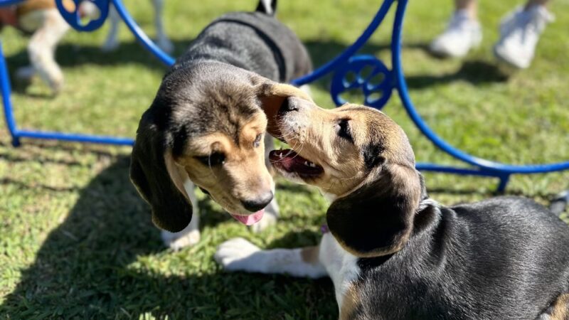 Miramar Paw Central Dog Park - Miramar, FL