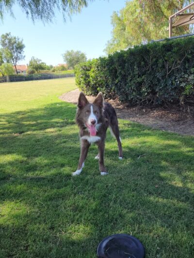 La Paws Dog Park - Mission Viejo, CA