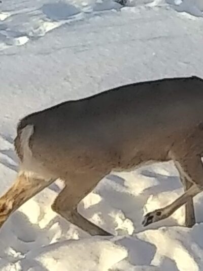 Rainbow Park - Missoula, MT