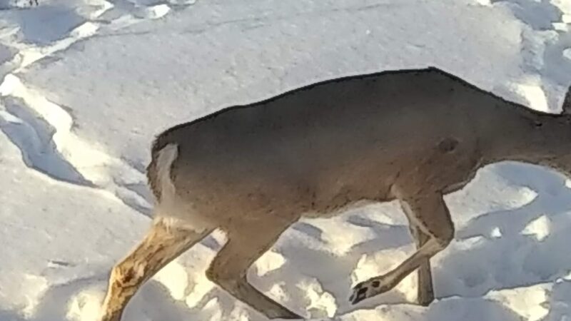Rainbow Park - Missoula, MT