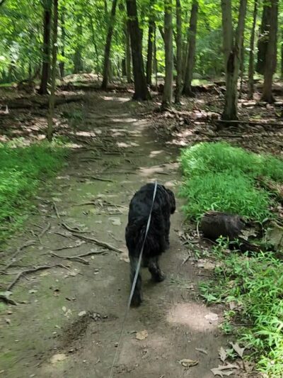 Sylvan Glen Eastern Trail Head - Mohegan Lake, NY