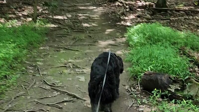 Sylvan Glen Eastern Trail Head - Mohegan Lake, NY