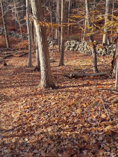 Sylvan Glen Eastern Trail Head - Mohegan Lake, NY