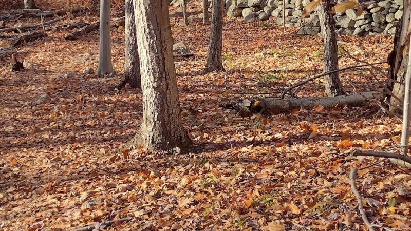 Sylvan Glen Eastern Trail Head - Mohegan Lake, NY