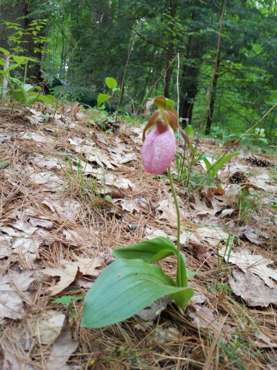 Partridge Hollow Campground - Monson, MA