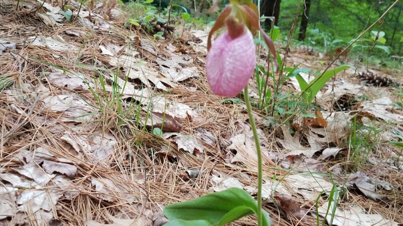 Partridge Hollow Campground - Monson, MA