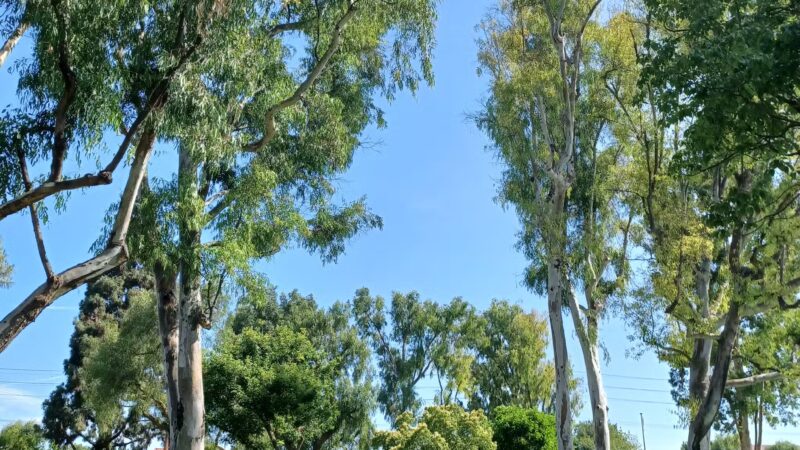 Acuna Park - Montebello, CA