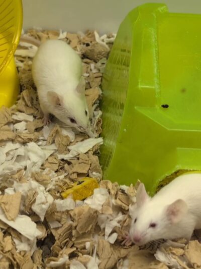 Petco - Montebello, CA