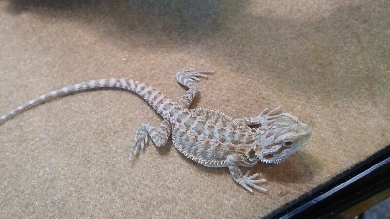 Petco - Montebello, CA