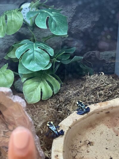 Petco - Montebello, CA