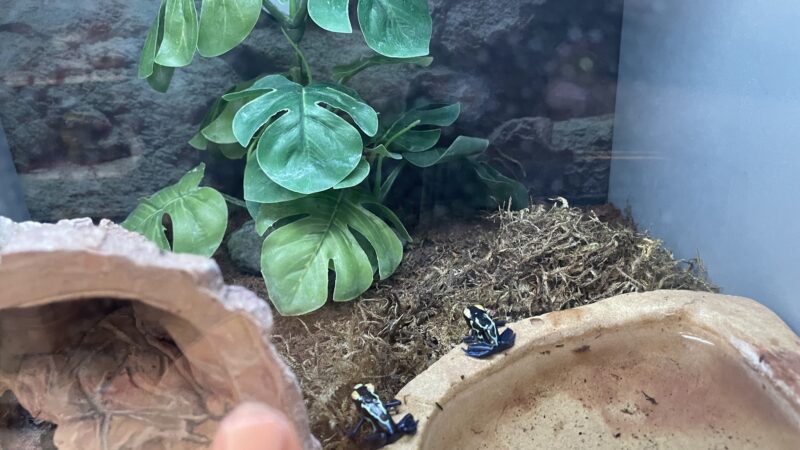 Petco - Montebello, CA