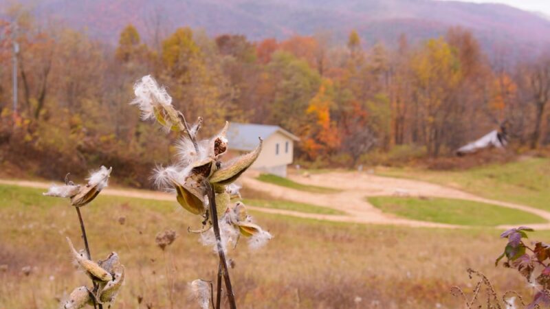 4 Mile Rock Meadows RV Camping - Montebello, VA