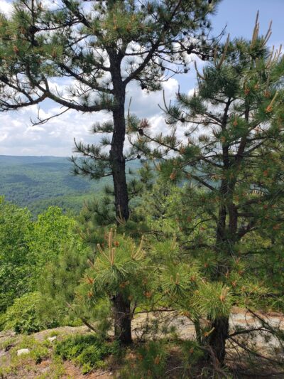 Shatterack Mountain Trailhead - Montgomery, MA