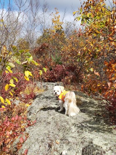 Shatterack Mountain Trailhead - Montgomery, MA