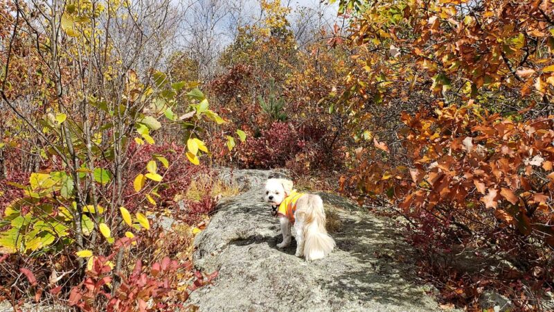 Shatterack Mountain Trailhead - Montgomery, MA