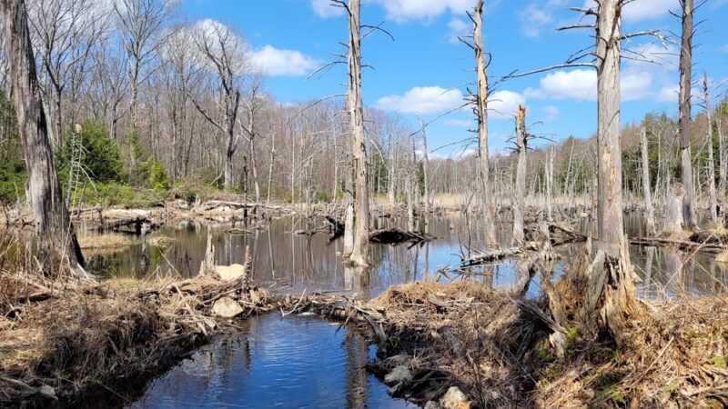 Westfield Reservoir - Montgomery, MA